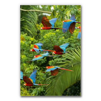 Akustikbild Buntes Paradies