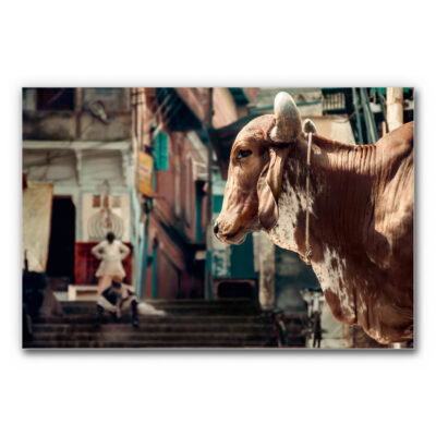 Akustikbild Holy Cow