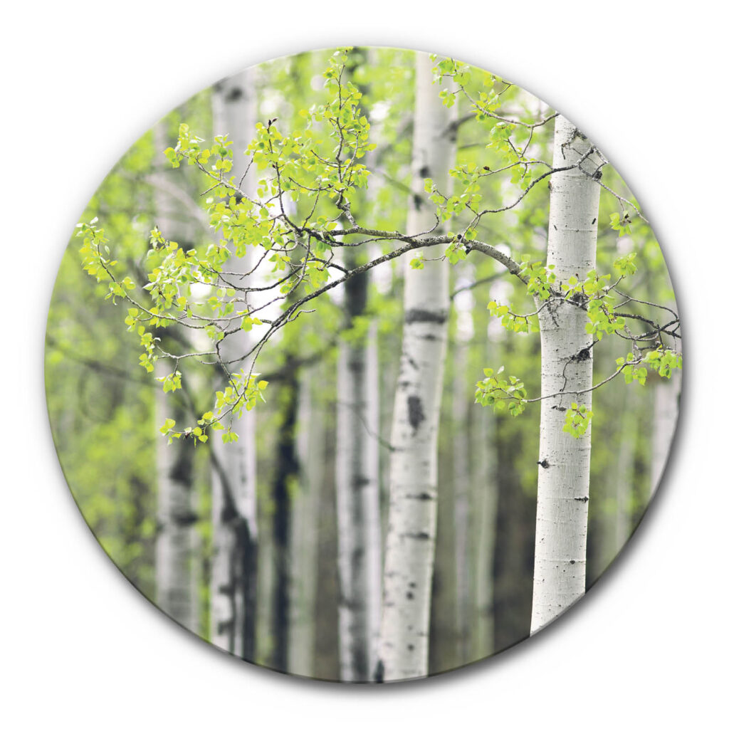 rundes Akustikbild Birke