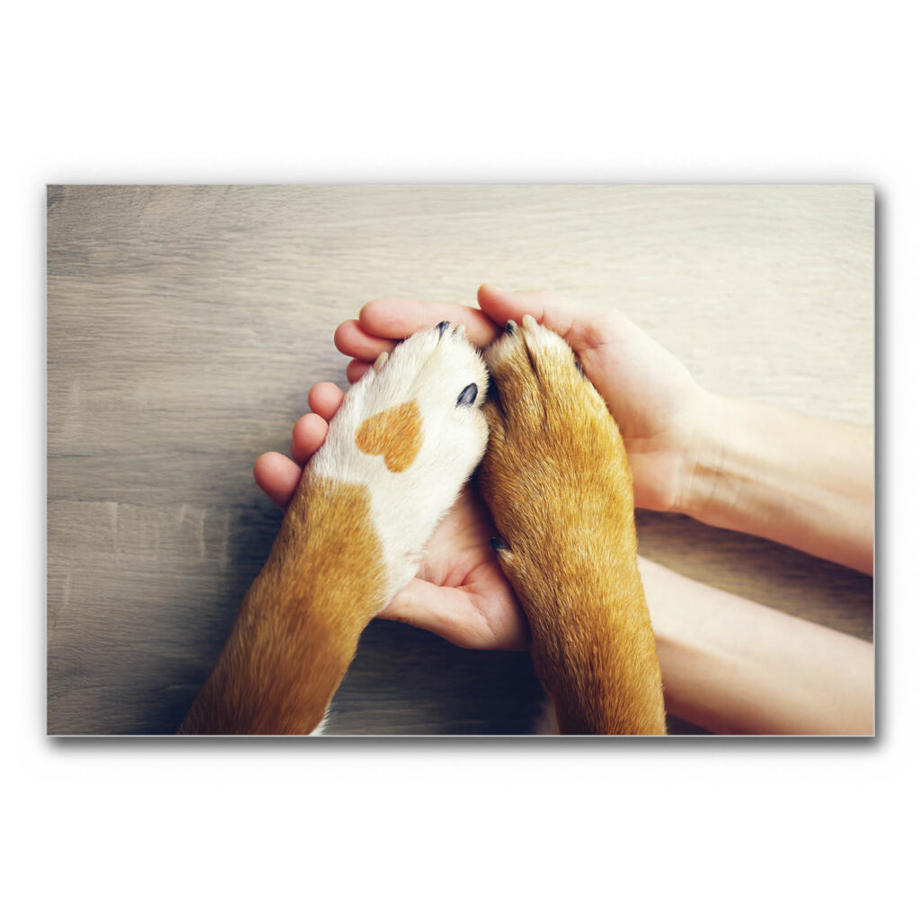 Tierartz Wandbild mit Hundepfote und Händen