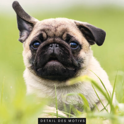 Akustikbild Mops