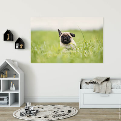 Akustikbild Mops