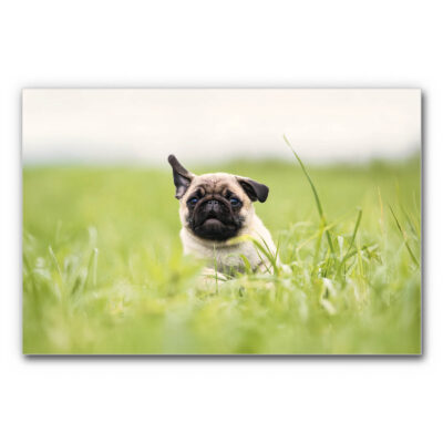 Akustikbild Mops