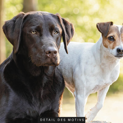 schallschutz akustikbild tierarztpraxis zwei hundefreunde 11