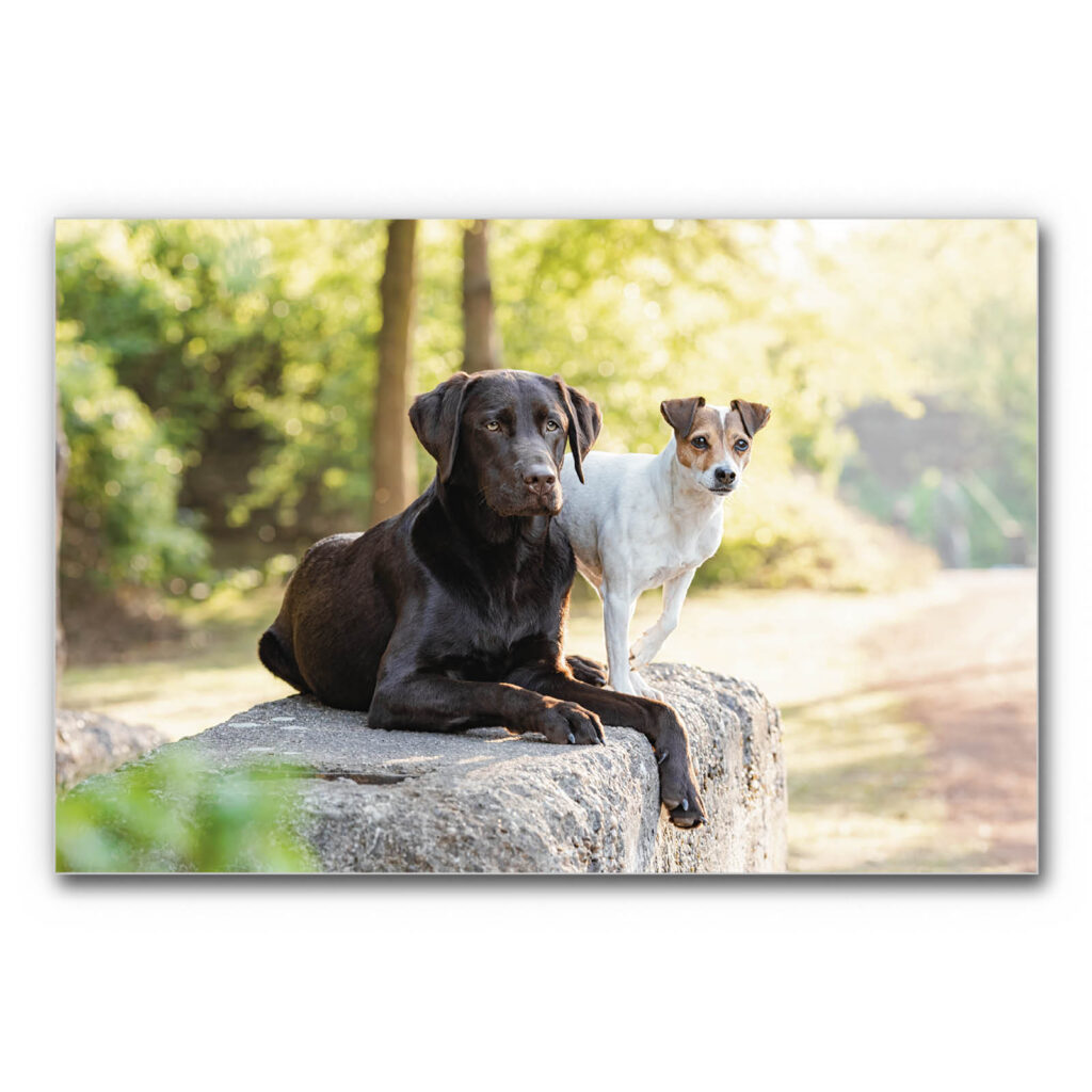 Akustikbild Zwei Hundefreunde