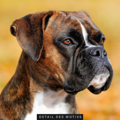 Akustikbild Boxer Herbst