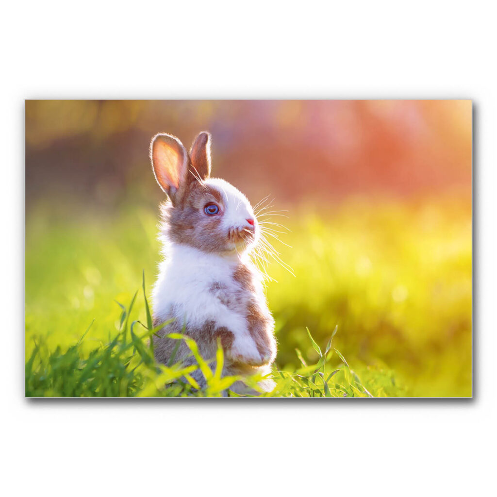 Akustikbild Feldwächter zeigt ein Kaninchen auf einer Wiese im Abendlicht.