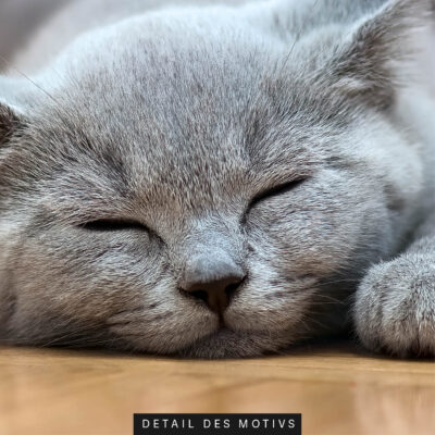 schallschutz akustikbild wand motiv tiere katze schnarchnase 9