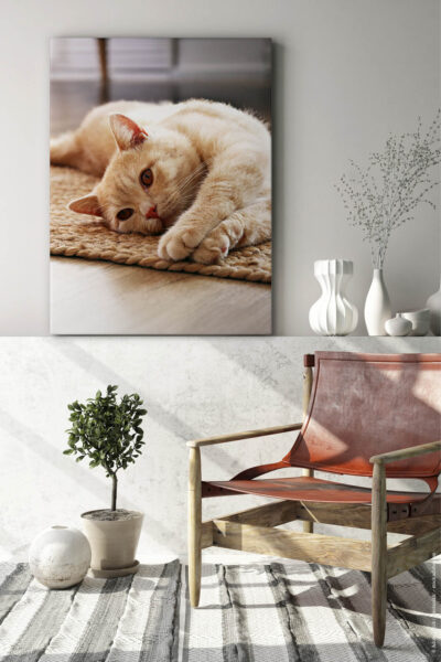 Akustikbild Katzenyoga
