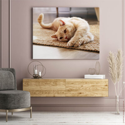 Akustikbild Katzenyoga