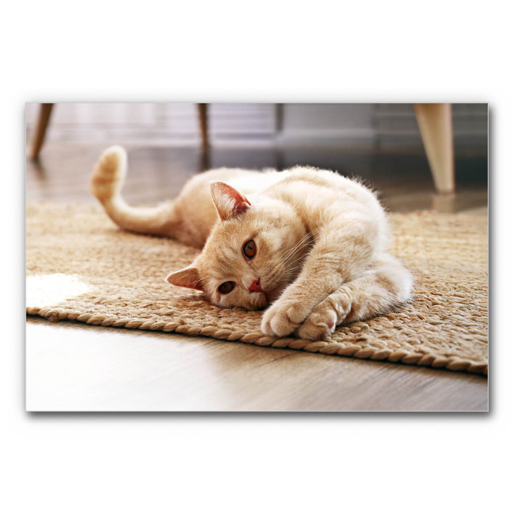 Akustikbild Katzenyoga zeigt eine Katze die auf dem Boden liegt und sich streckt.