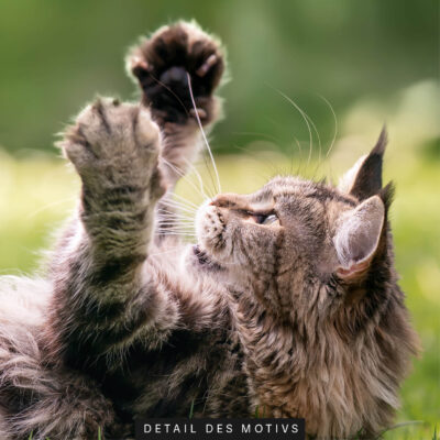 schallschutz akustikbild wand motiv tiere verspielte katze 10