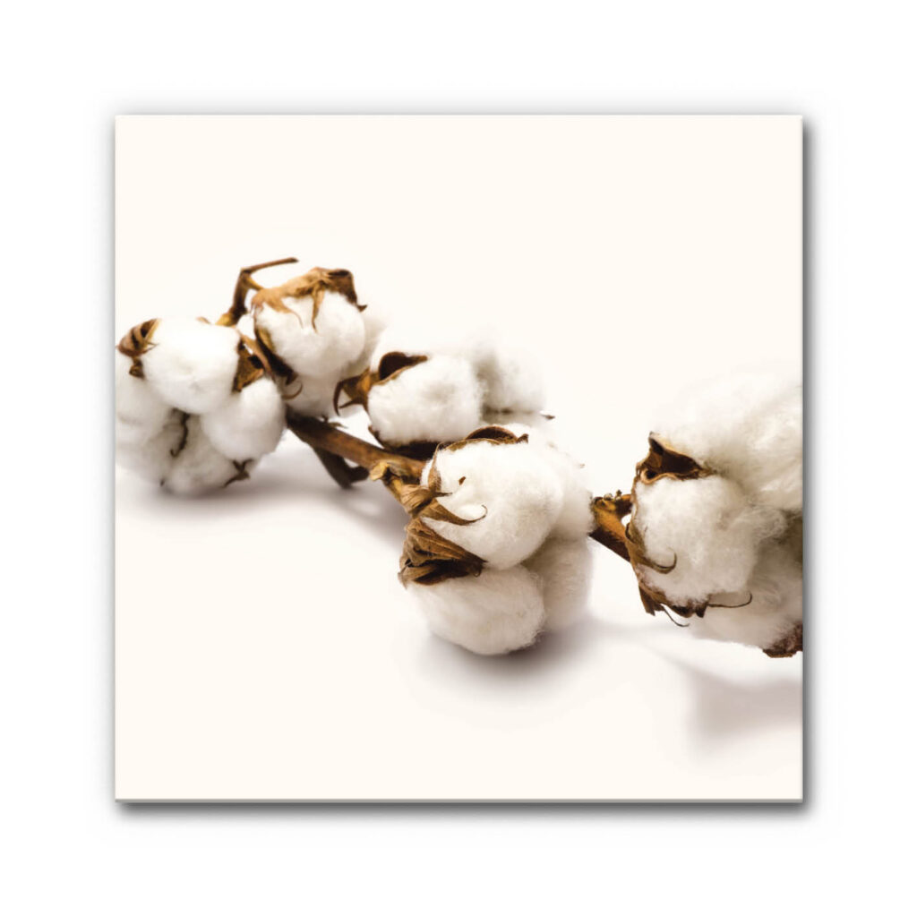 Akustikbild Baumwolle
