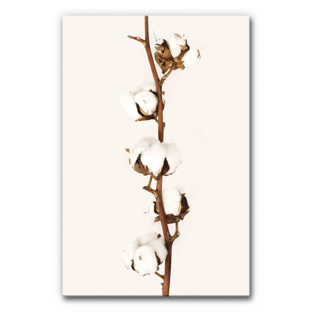 Akustikbild Baumwolle 2 zeigt einen Ast mit Baumwollblüten auf monotonen Hintergrund.
