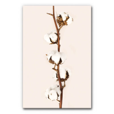 Akustikbild Baumwolle 2 zeigt einen Ast mit Baumwollblüten auf monotonen Hintergrund.