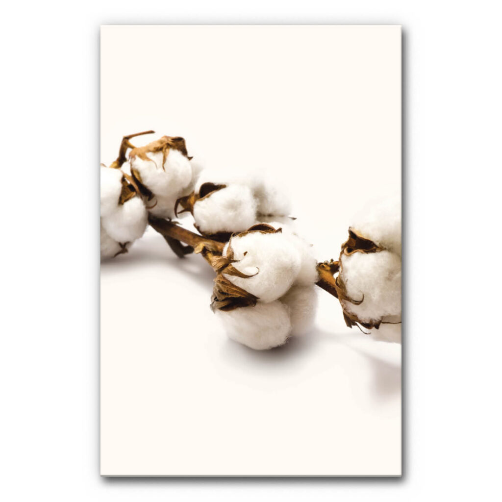 Akustikbild Baumwolle