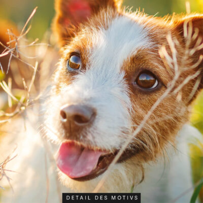 schallschutz akustikbild wand motiv tiere entdecker hund 9
