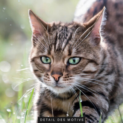 Akustilbild Katzenspurt