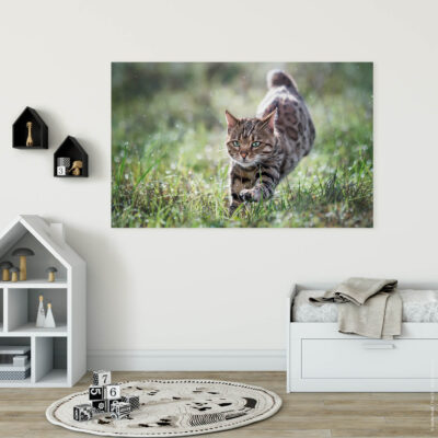 Akustilbild Katzenspurt