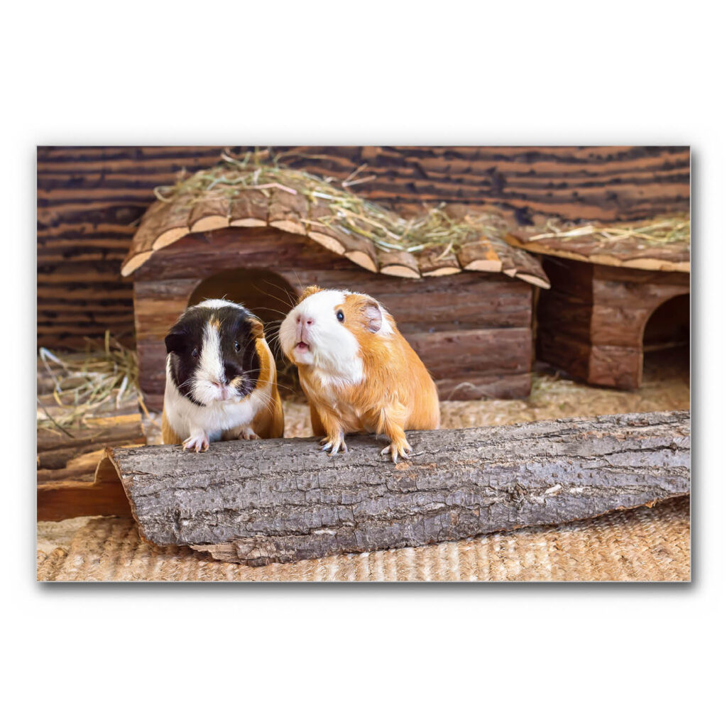 Akustikbild Meerschwein Duo zeigt ein Paar Meerschweine ihrem Gehege.