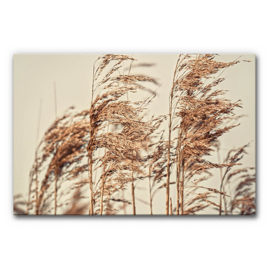 Akustikbild Gräser zeigt trockene, goldbraune Gräser, die sich im Wind wiegen, vor einem hellen, sanft verschwommenen Hintergrund.