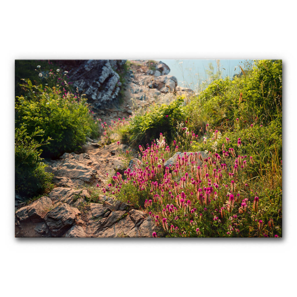 Schallabsorberbild Küstenlandschaft mit Wildblumen zeigt einen steinigen Küstenpfad zwischen Felsen, umgeben von pink blühenden Pflanzen, grünem Bewuchs und Meer im Hintergrund.