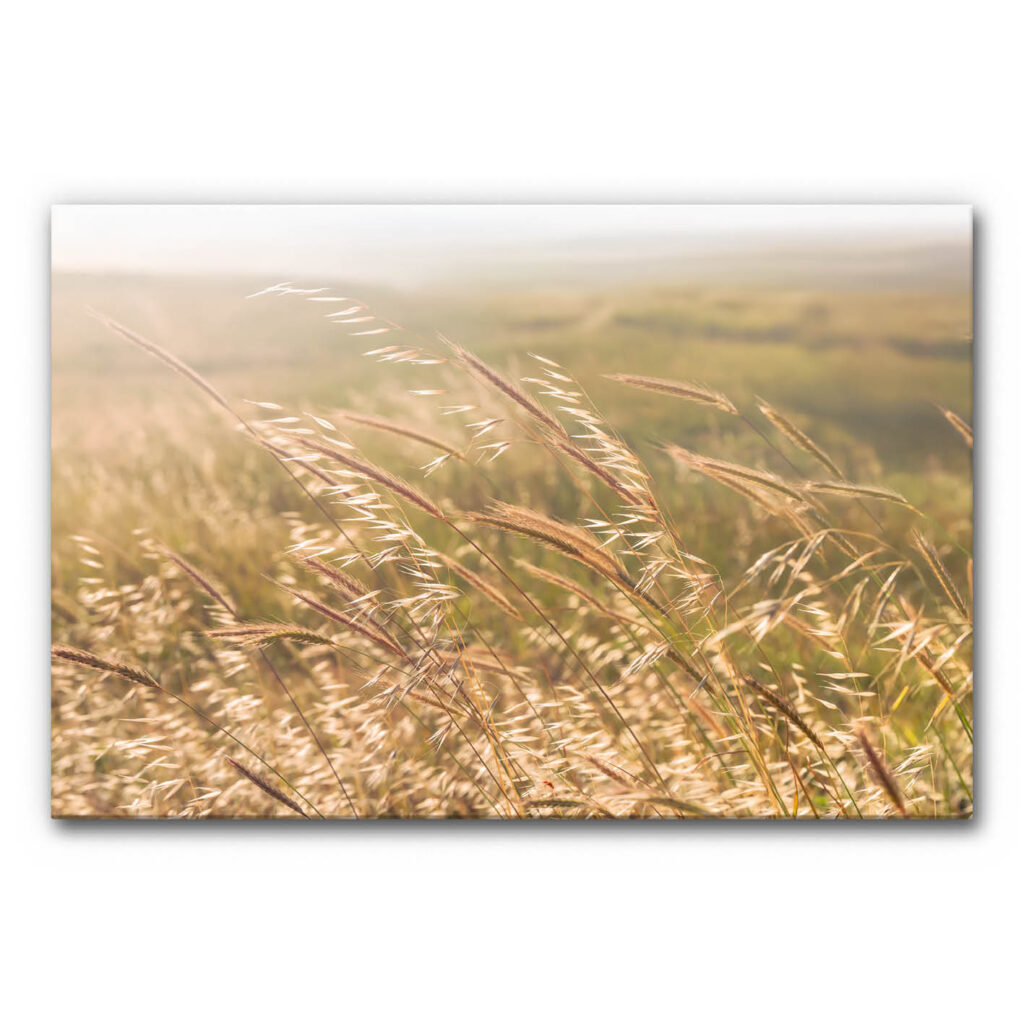 Akustikbild Gräser 6
