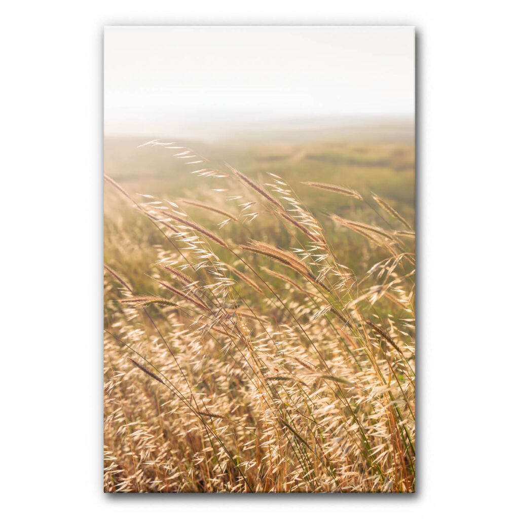 Akustikbild mit Gräsern in warmen Naturtönen, zeigt feine Gräser im sanften Wind vor unscharfer Landschaft in Beige- und Grüntönen, ruhige natürliche Wandgestaltung.