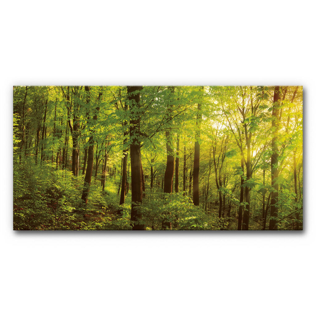 Wald Akustikbild Panorama mit dichtem grünen Laubwald, hohen Baumstämmen und warmem Sonnenlicht zwischen den Bäumen in natürlicher Umgebung.