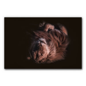 Schallabsorberbild Löwe in warmen Brauntönen mit schlafendem Löwen im künstlerischen Foto, dichtem Fell, dunklem Hintergrund und ruhiger, entspannter Ausstrahlung.