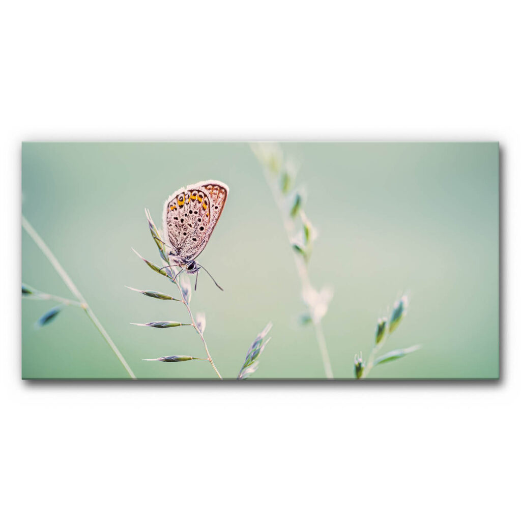 Schallminderndes Wandbild Schmetterling auf Gras, kleiner Bläuling sitzt auf feinem Grashalm vor weichem grünem Hintergrund, ruhige minimalistische Naturaufnahme.