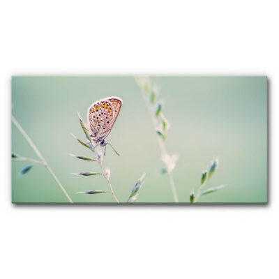 Schallminderndes Wandbild Schmetterling auf Gras, kleiner Bläuling sitzt auf feinem Grashalm vor weichem grünem Hintergrund, ruhige minimalistische Naturaufnahme.