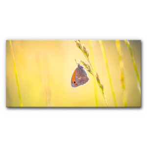 Akustikbild Schmetterling auf Grashalm Sonnenlicht, kleiner Falter sitzt auf feinem Grashalm vor warmem gelbgrünem Hintergrund, ruhige sommerliche Naturaufnahme.