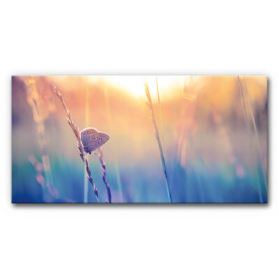 Akustikbild Schmetterling im Abendlicht, kleiner Falter sitzt auf Grashalm vor weichem Farbverlauf in Blau und Gold, ruhige Naturaufnahme bei Sonnenuntergang.