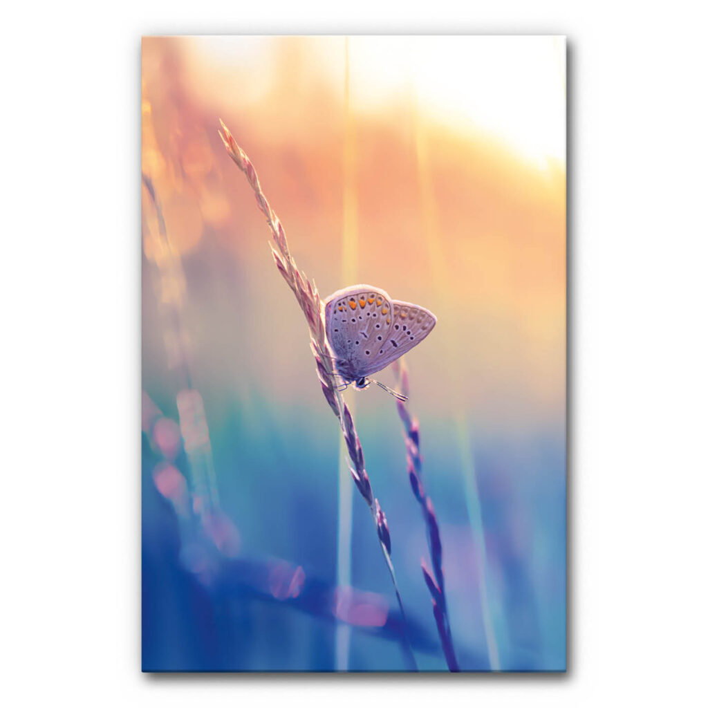 Akustikbild Sanfte Abendsonne