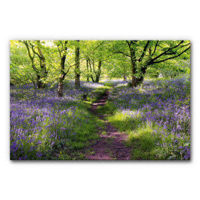 Akustikbild mit Naturmotiv für Therapieräume zeigt einen sonnigen Waldpfad zwischen grünen Bäumen und violetten Blüten am Waldboden.