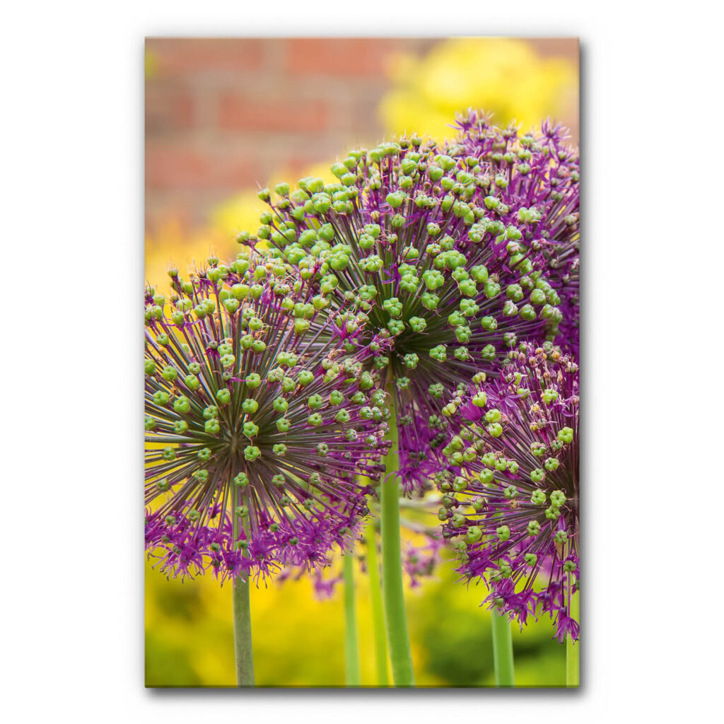 Akustikbild Allium