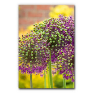Akustikbild Allium