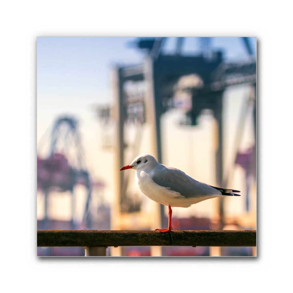 Akustikbild Möwe am Hamburger Hafen