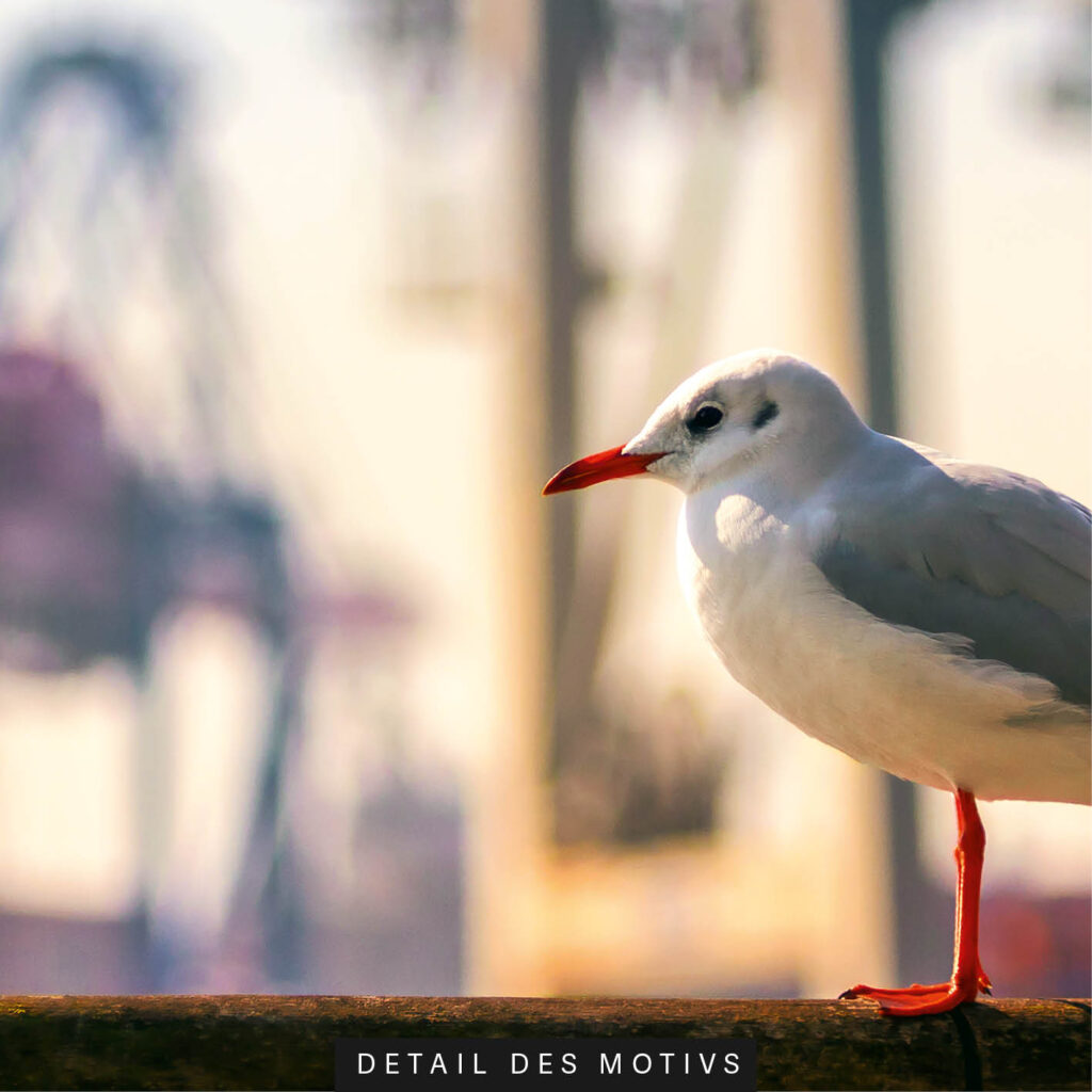 Akustikbild Möwe am Hamburger Hafen