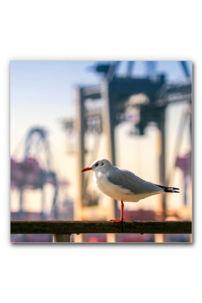 Akustikbild Möwe am Hamburger Hafen