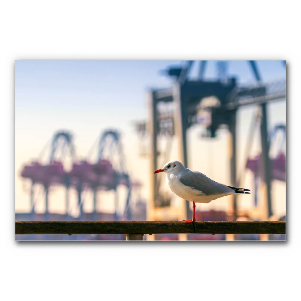 Akustikbild Möwe am Hamburger Hafen