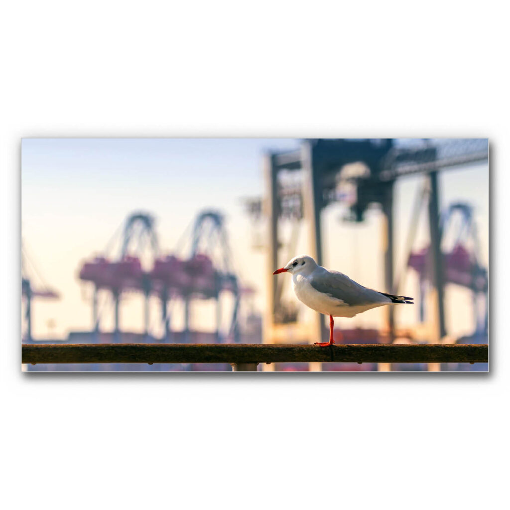 Akustikbild Möwe am Hamburger Hafen