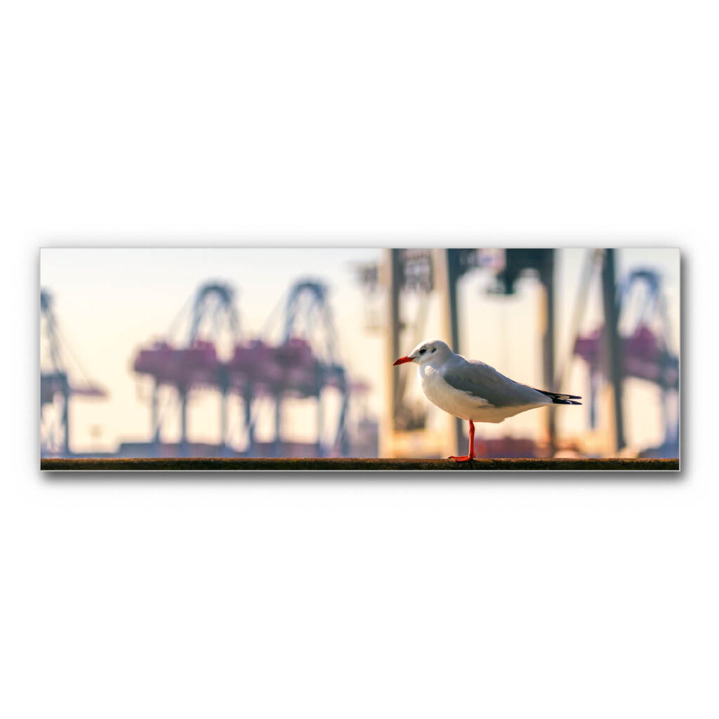Akustikbild Möwe am Hamburger Hafen