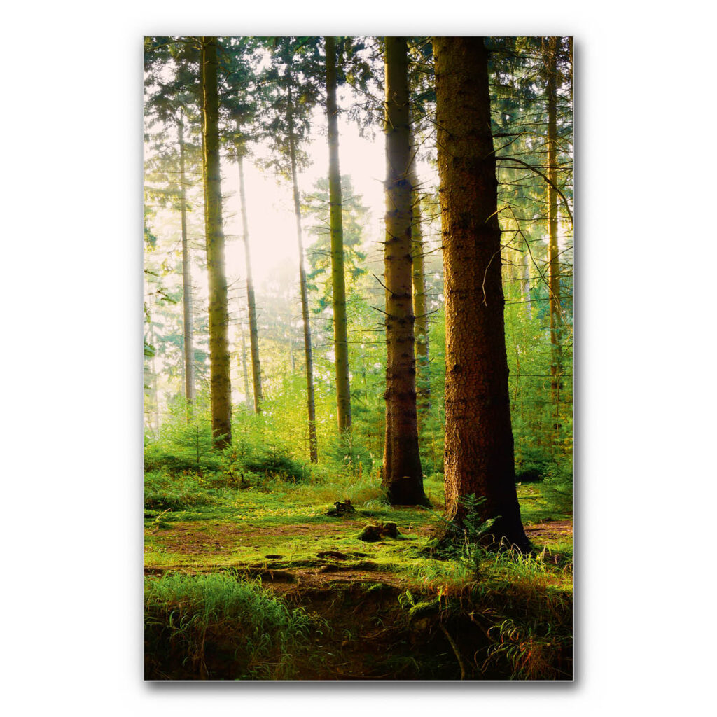 Akustikbild Wald 5 (auch als Panorama bis 400 cm)