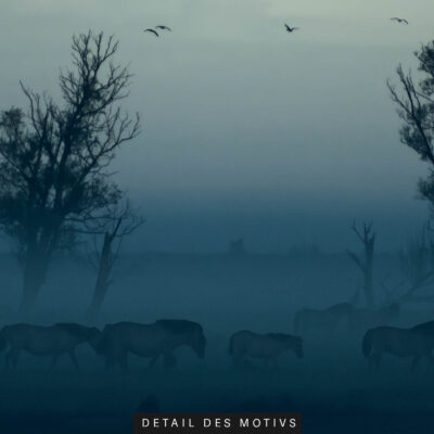 Akustikbild Pferde im Nebel – Bild 2