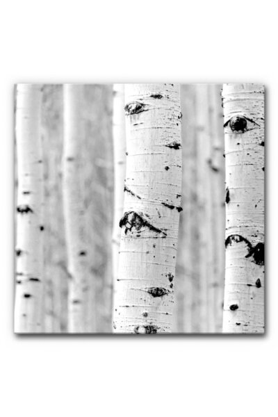 Akustikbild Birke 2