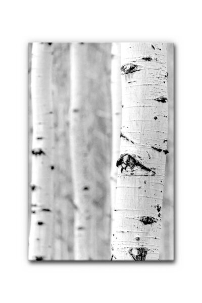 Akustikbild Birke 2