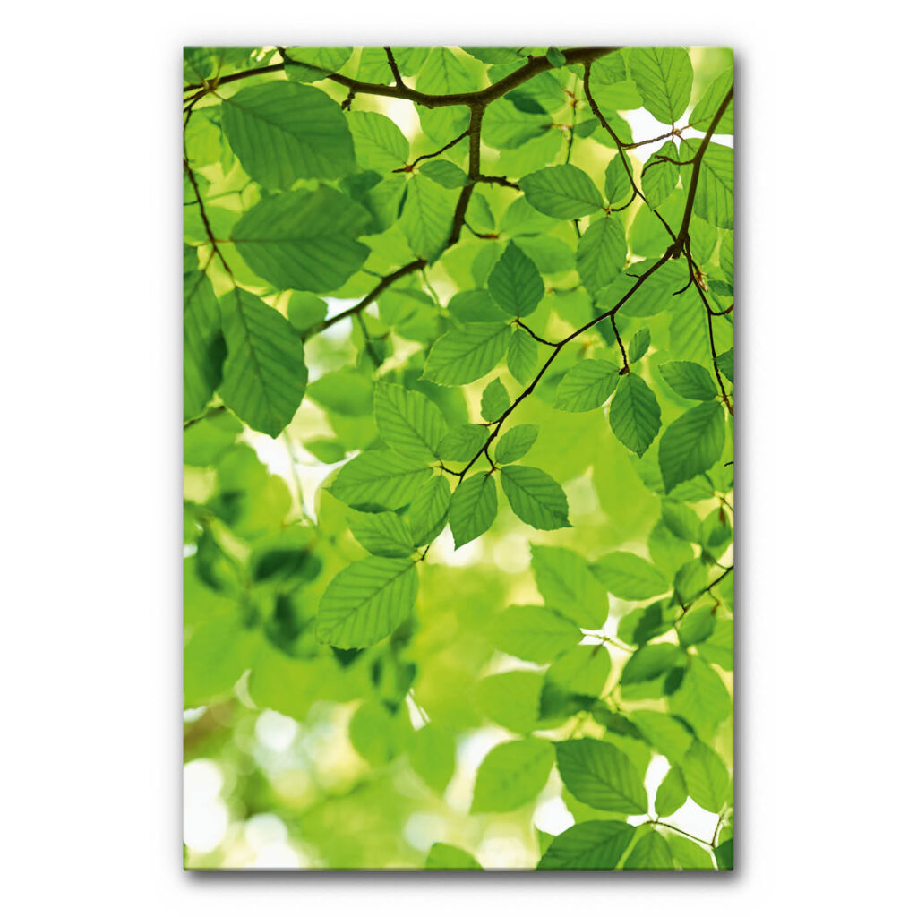 Akustikbild Waldgeflüster (auch als Panorama bis 500 cm)