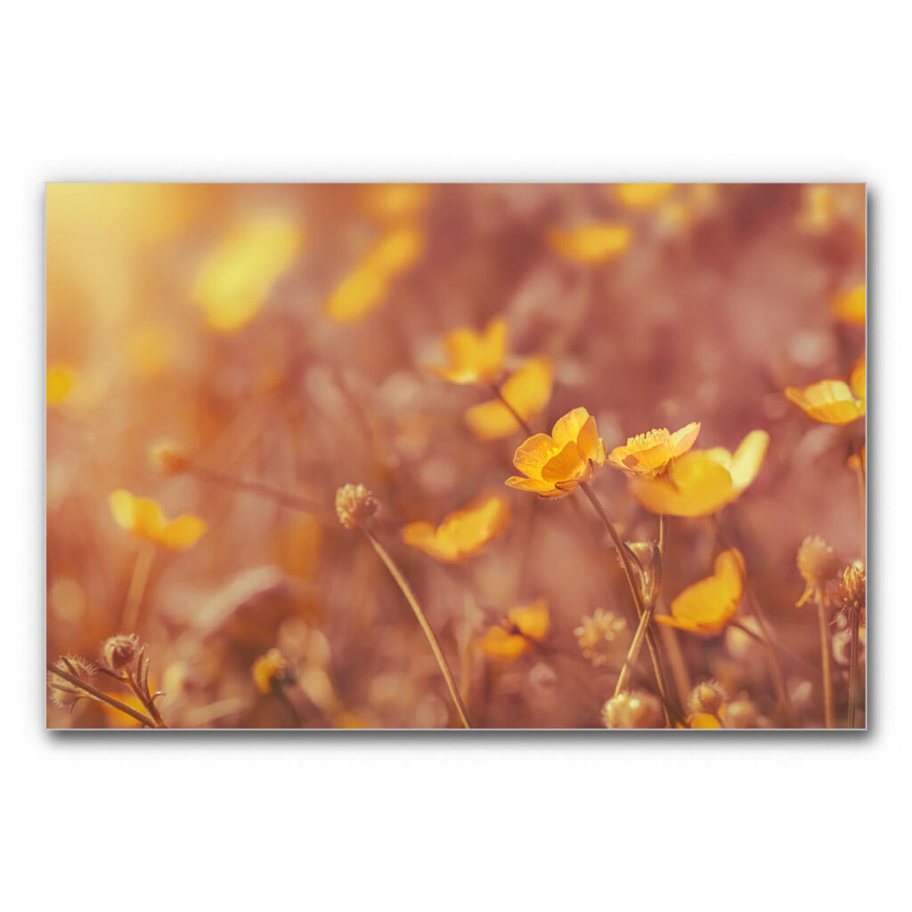 Akustikbild für Wartezimmer mit gelben Blüten